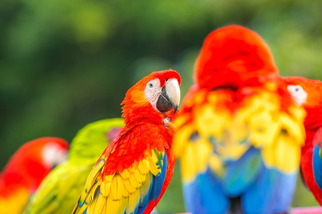 Productos Para Aves | Accesorios