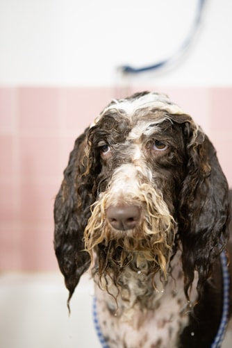 PERFUMES PARA PERROS