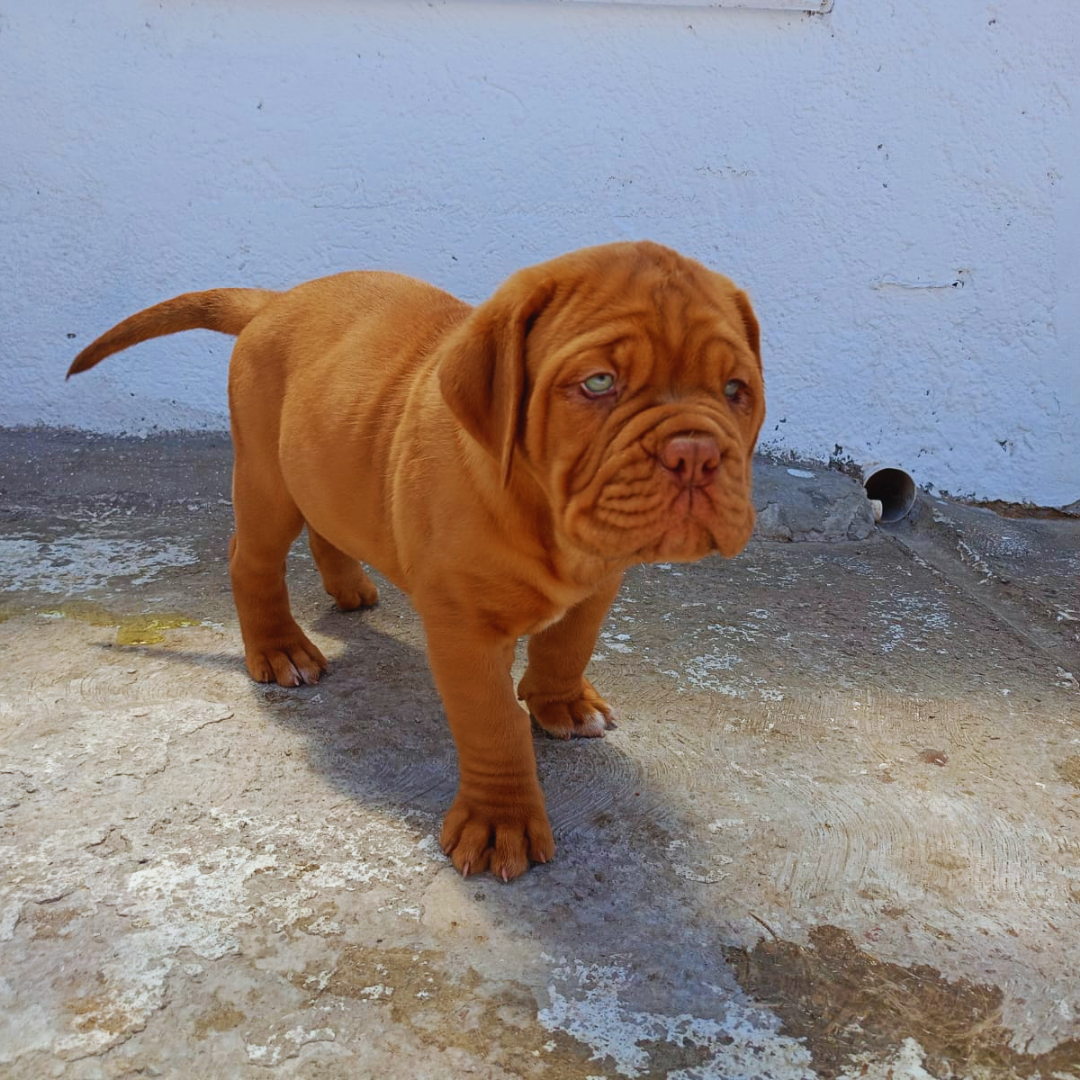 Dogo de Burdeos