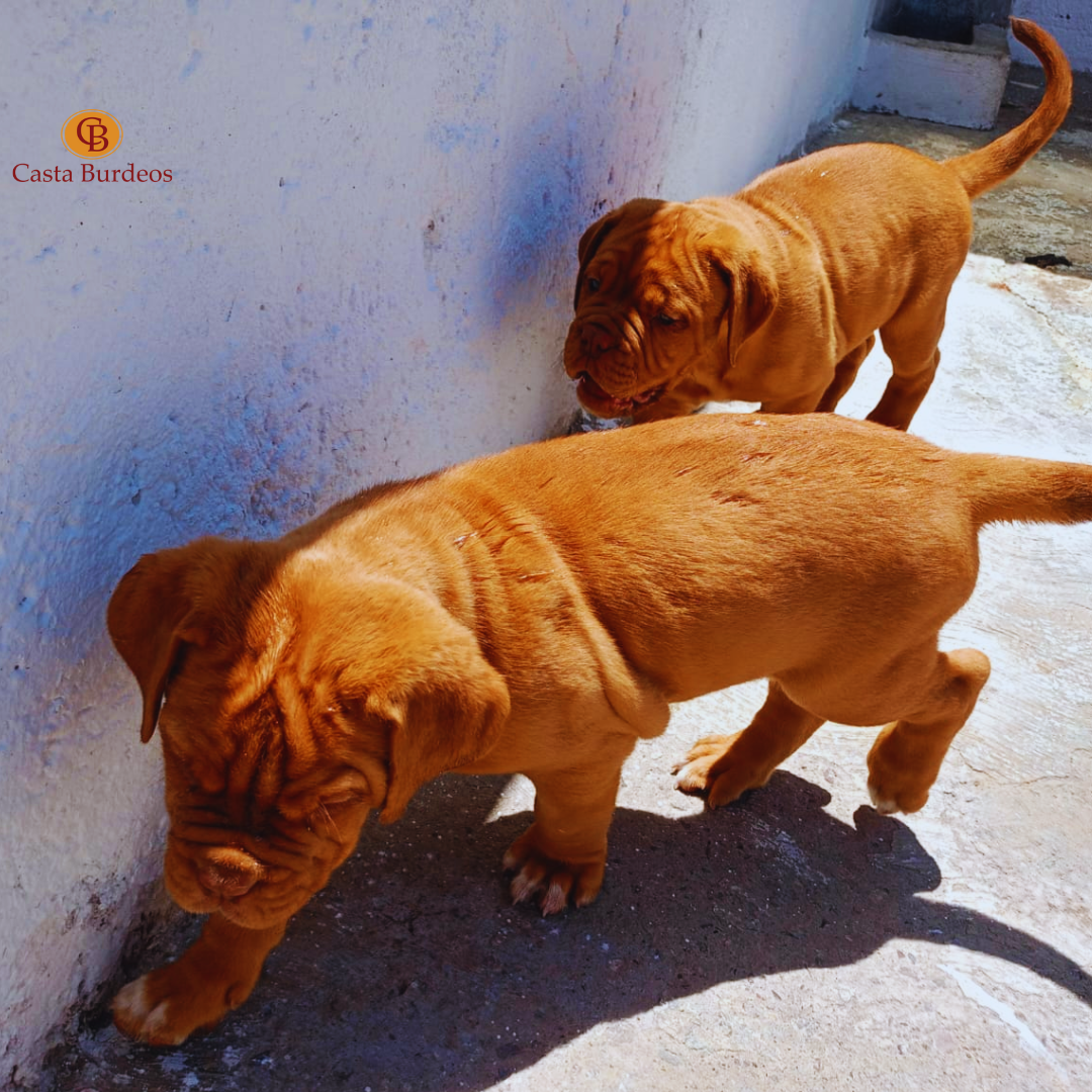 Dogo de Burdeos
