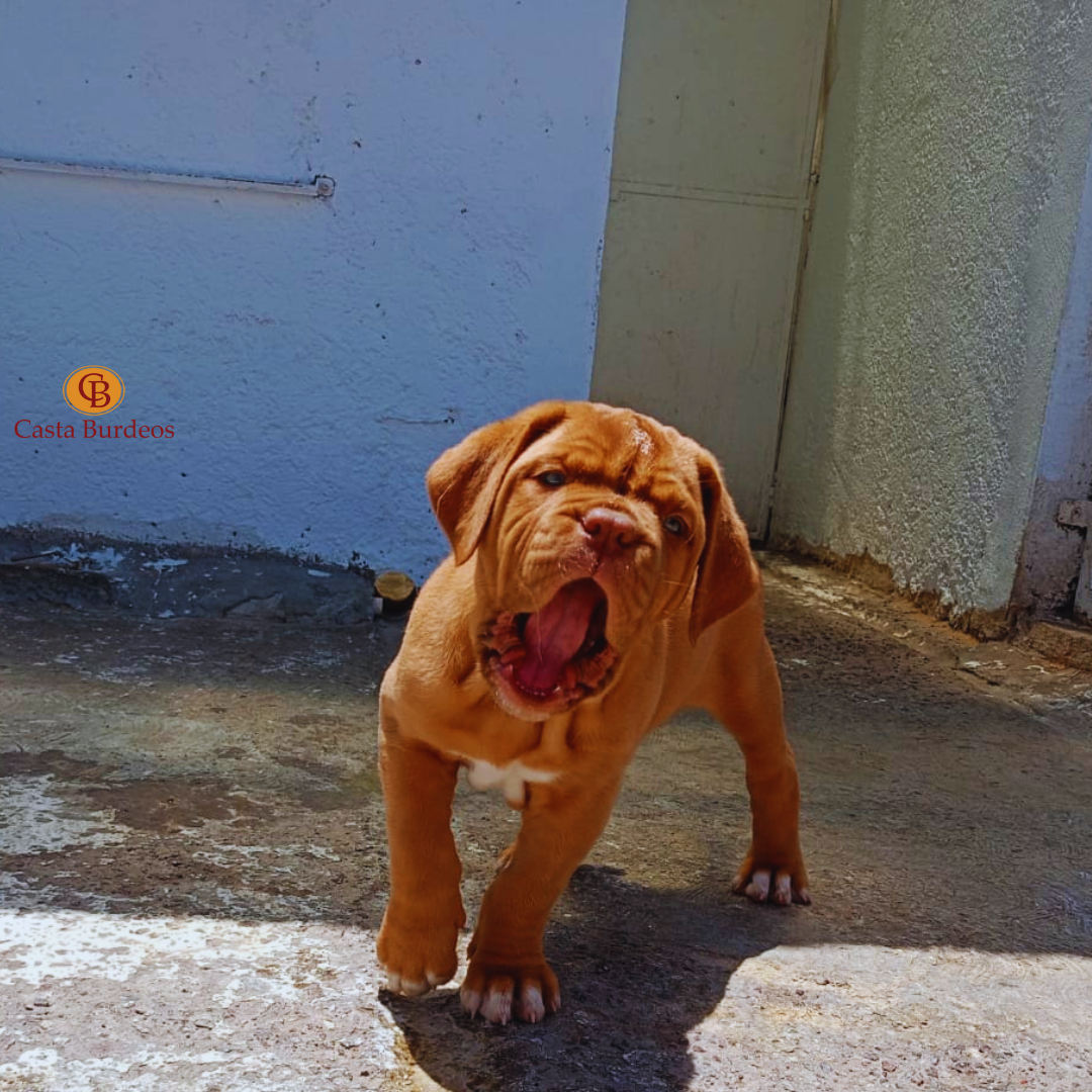 Dogo de Burdeos