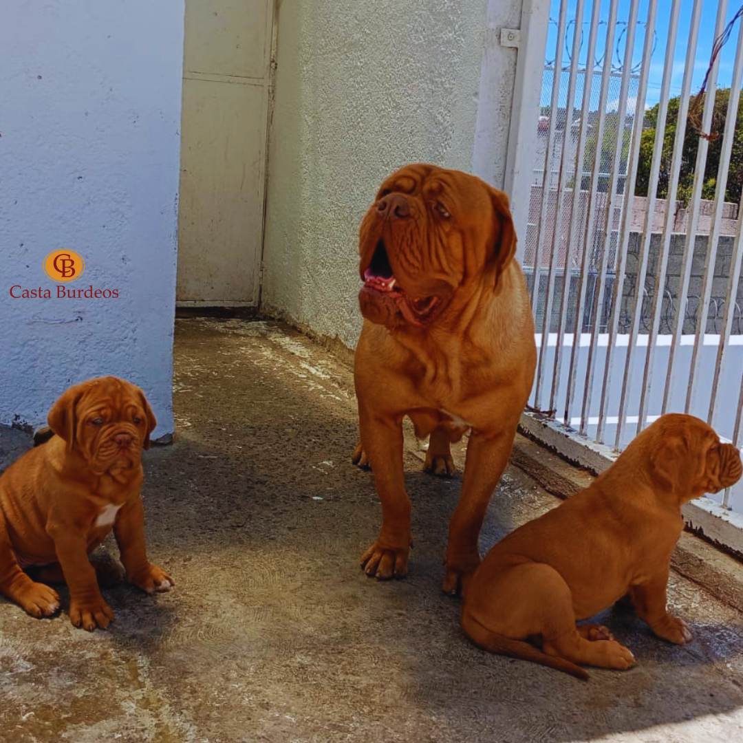Dogo de Burdeos