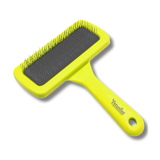 CARDA REPORZADA CH PETUNIUS by SUNNY pelo largo y pelo corto