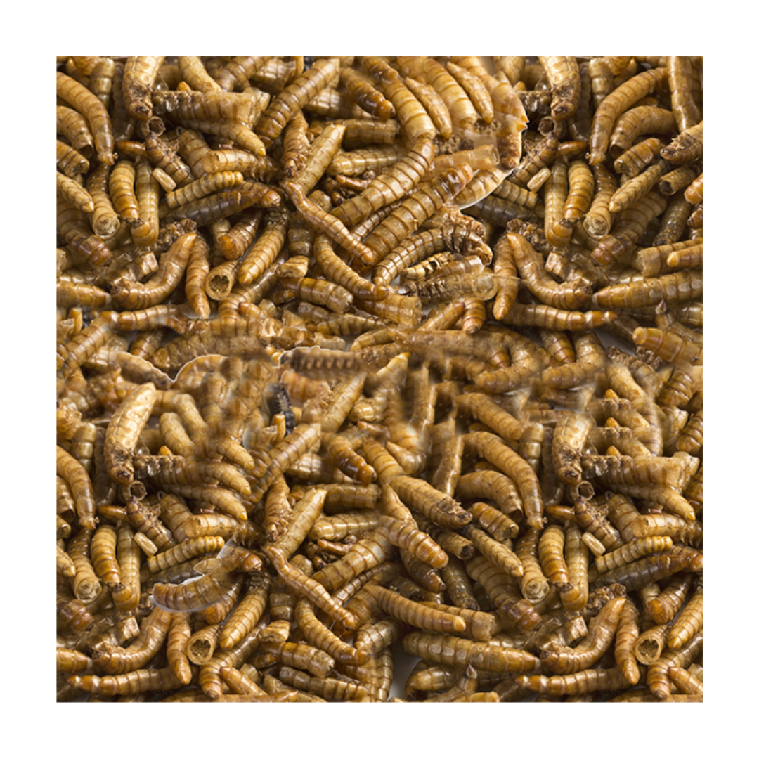 LOMAS LARVA DE MOSCA SOLDADO 30 GRS