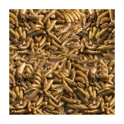LOMAS LARVA DE MOSCA SOLDADO 30 GRS