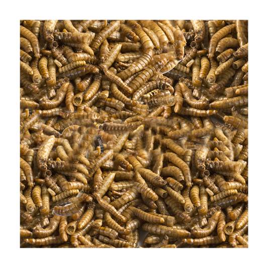 LOMAS LARVA DE MOSCA SOLDADO 30 GRS