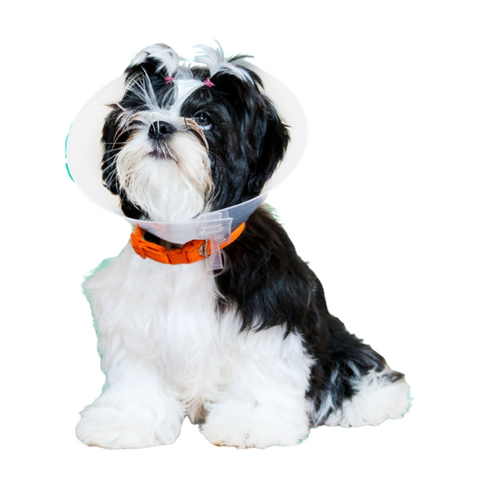 Collar Isabelino Laes Para Mascotas